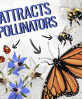 Borage Seeds For Planting Blue And White Star Flowers Non GMO Heirloom And Untreated Garden Seeds For Indoors Or Outdoors Use Easy To Grow And Self Seed Pollinator Friendly 2 Packets with pollinators like bees and butterflies