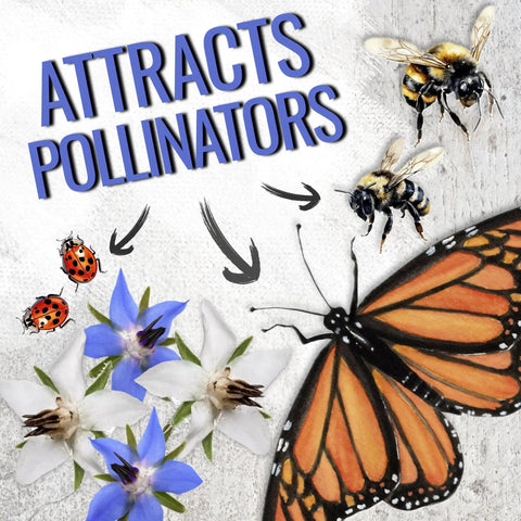 Borage Seeds For Planting Blue And White Star Flowers Non GMO Heirloom And Untreated Garden Seeds For Indoors Or Outdoors Use Easy To Grow And Self Seed Pollinator Friendly 2 Packets with pollinators like bees and butterflies