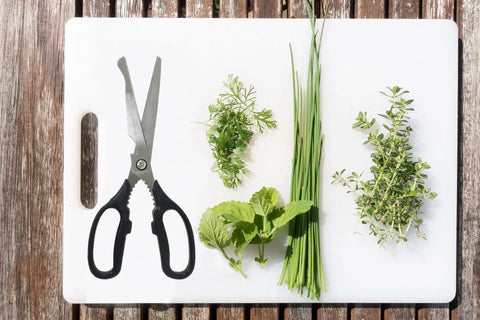 Big Ol Kalbi Meat Cutting Scissors For Korean BBQ And All Purpose Kitchen Tasks, Heavy Duty Stainless Steel Utility Kitchen Shears For Meat, Poultry, Fish, Herbs, Fruits, Paper, And More on cutting board with herbs