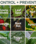 Image showing plant diseases and pests controlled by All Natural Insect And Fungicide For Plants Indoor And Outdoor Protection.