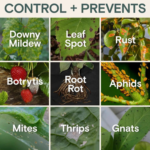Image showing plant diseases and pests controlled by All Natural Insect And Fungicide For Plants Indoor And Outdoor Protection.