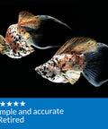 Speckled fish in aquarium showcasing Ammonia Test Strips For Freshwater And Saltwater Tanks 25 Test Box Quick Dip