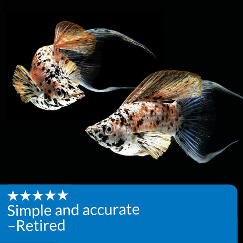 Speckled fish in aquarium showcasing Ammonia Test Strips For Freshwater And Saltwater Tanks 25 Test Box Quick Dip