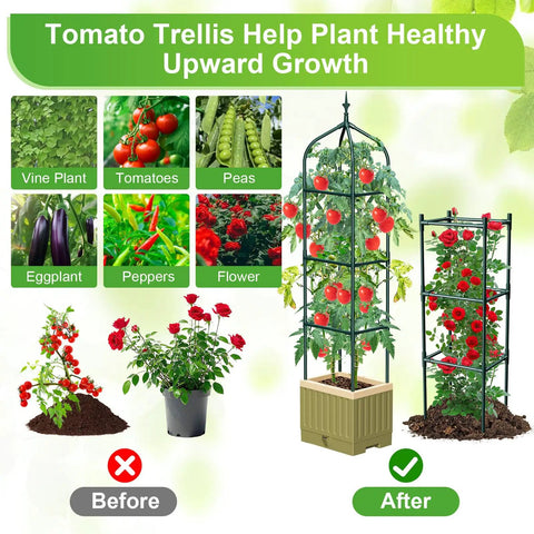 Comparison of tomato plants before and after using the All-in-One Raised Garden Bed Planter Box With Trellis, showing growth benefits.