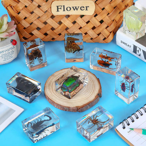 Nine Insect Resin Specimen Set With 9 Unique Bugs, Kid-Friendly Paperweights And Educational Classroom Decor on a wooden table