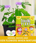 Touch Me Plant Seeds Indoor 2 Pack That Close Leaves When Touched Easy Indoor Houseplant Seeds Fun Educational Garden Kit