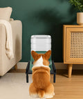 Built Tough Metal Elevated Pet Feeder Stand With Easy Adjust Height behind a corgi, showcasing a water jug on a sturdy base.
