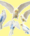 Bird Diaper Harness Flight Suit Set With 80 Inch Flying Leash Rope For Parrots Conure Cockatiel And Small Pet Birds Must Have