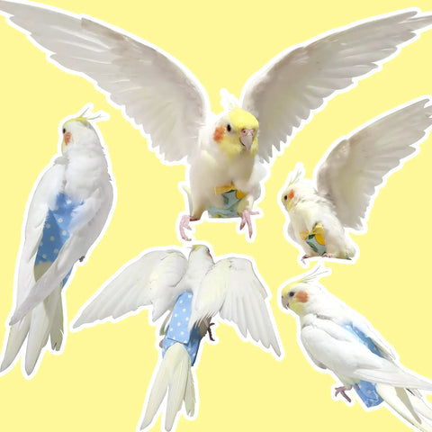 Bird Diaper Harness Flight Suit Set With 80 Inch Flying Leash Rope For Parrots Conure Cockatiel And Small Pet Birds Must Have