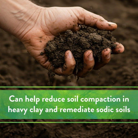 Hand holding clay soil for Organic Garden Gypsum Calcium Sulfate Granules For Clay Soil Greens Grade Mini Granules That Really Loosen Heavy Clay And Boost Drainage Root Growth Safe For PH Sensitive Plants 5 Lb Bag.
