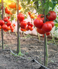 Tomato plants supported by twenty pack of 24 inch straight rebar stakes with one half inch diameter steel for heavy duty ground anchors.