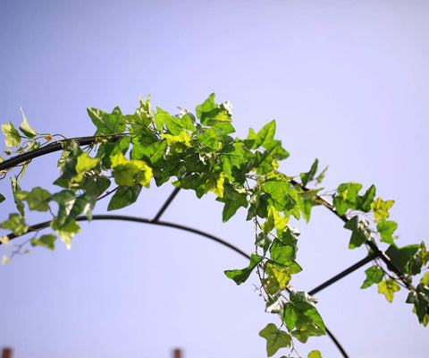 Steel Garden Arch For Climbing Plants Backyard Vibes with ivy, black epoxy coated, weather resistant, outdoor decor view