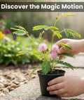 Hands touching Touch Me Not Mimosa Pudica Plant Kit Interactive Zombie Plant Grow Kit with folding leaves in small pot.