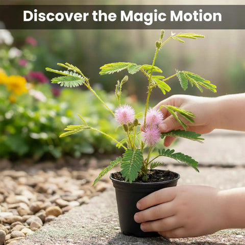Hands touching Touch Me Not Mimosa Pudica Plant Kit Interactive Zombie Plant Grow Kit with folding leaves in small pot.