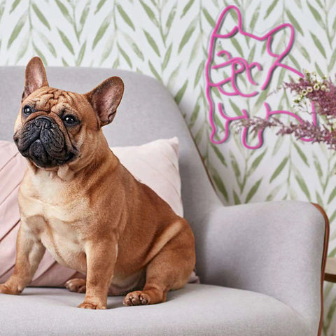 Pink LED Neon Dog Sign For Wall Decor So Cute French Bulldog Night Light USB Powered Glow on wall behind sitting bulldog
