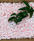 Solid Antistatic Packing Peanuts In Bulk Six Cubic Feet Of Super Snug White Cushioning with pink loose fill around plant.