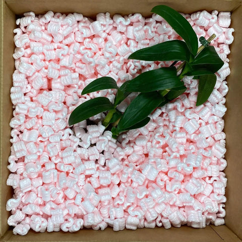Solid Antistatic Packing Peanuts In Bulk Six Cubic Feet Of Super Snug White Cushioning with pink loose fill around plant.