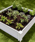 White Vinyl Raised Garden Bed 4 Ft By 4 Ft By 11 In Deep, Modular PVC Construction, BPA And Phthalate Free, filled with plants