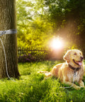 Happy dog secured with 15Ft Reflective Tie Out Cable For Dogs Up To 250 Pounds under a tree, sunny outdoor setting.