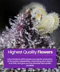 Close-up of plant buds with trichomes labeled 'Highest Quality Flowers' for Three Part Plant Nutrient Starter Kit With Grow Bloom And Boost