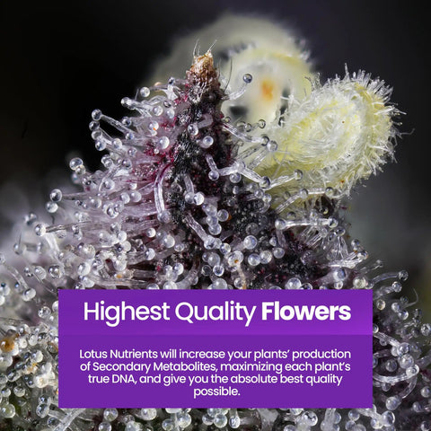 Close-up of plant buds with trichomes labeled 'Highest Quality Flowers' for Three Part Plant Nutrient Starter Kit With Grow Bloom And Boost