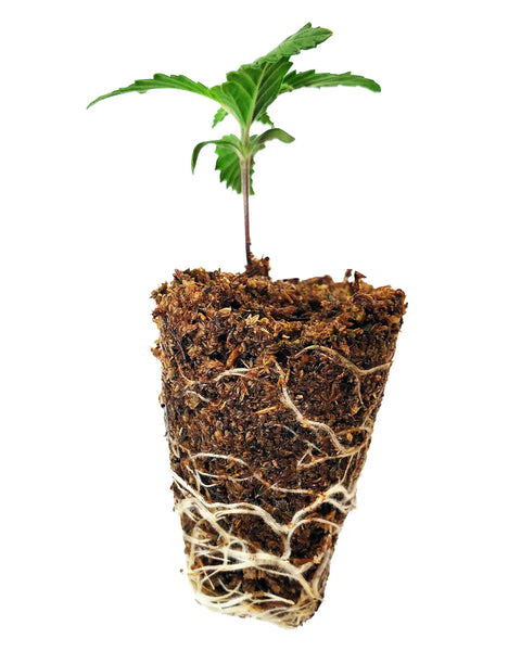SucSeed Premium Seed Starter For Fast Germination And Strong Seedling Growth, Lightweight Clean High Performance Seed Starting Mix
