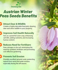 Austrian Winter Peas Seeds Benefits with pink flower and green leaves, highlighting deer attraction and soil health improvement.