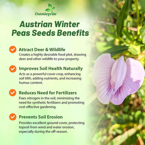 Austrian Winter Peas Seeds Benefits with pink flower and green leaves, highlighting deer attraction and soil health improvement.