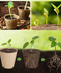 Young plants in breathable paper pulp nursery pots for seedlings with drainage, showing root-friendly germination in soil.