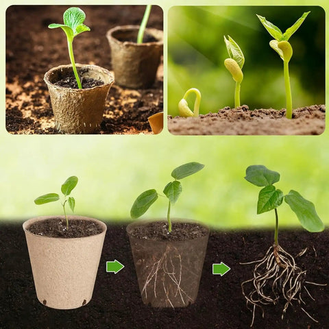 Young plants in breathable paper pulp nursery pots for seedlings with drainage, showing root-friendly germination in soil.