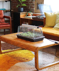 Prism Lens Powered LED Mini Greenhouse Kit with NanoTech Light Reflector and double thick tray on a wooden coffee table indoors.