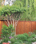 Stain And Seal In One For Wood Decks And Fences, Primerless Exterior Sealant With UV Protection, Natural Cedar fence in garden