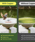 Copper Disk Bird Bath Cleaner With 99.9% Pure Copper, All-Season Water Purifier comparison showing clean and dirty bird baths.