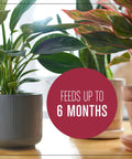 Top Shelf 4 Quart Indoor Plant Potting Mix Loaded With Fast Feeding Fertilizer Keeps Your Container Houseplants Poppin Without Any Drama While Fueling Bold New Leaves Through Spring And Summer in a stylish gray pot with thriving greens.