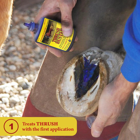 Hoof Care Liquid for Horses Thrush Treatment with Purple Stain Formula Easy to Apply to Keep Hooves Healthy in Wet or Muddy Conditions 2 Oz