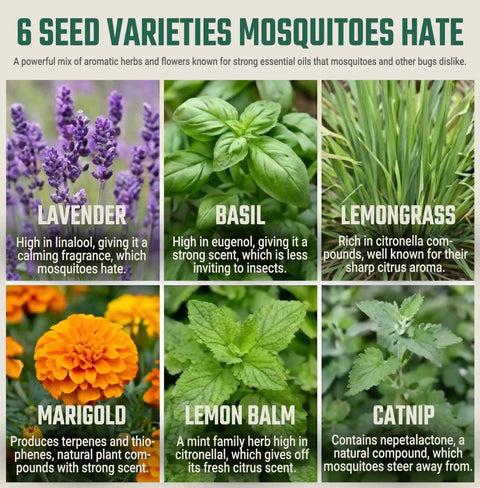 Garden Aromatic Herb Seed Kit For Mosquito Season With Six Seed Packets For Patio And Deck Includes Lavender Lemongrass Marigold Catnip Lemon Balm Basil And Six Coir Soil Discs shown with six seed varieties that repel mosquitoes.