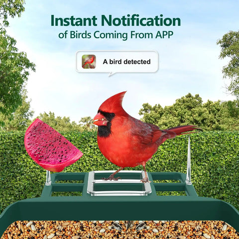 Smart Bird Feeder With Camera 2K Live View Solar Powered Outdoor WiFi Night Vision AI Identify Arrive Alerts Auto Record Videos