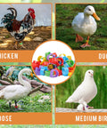 8mm Pigeon Leg Bands Set For Poultry With Laser Etched 001 To 100 In Five Colors Plastic Chicken Tags For Chicks Quail Doves