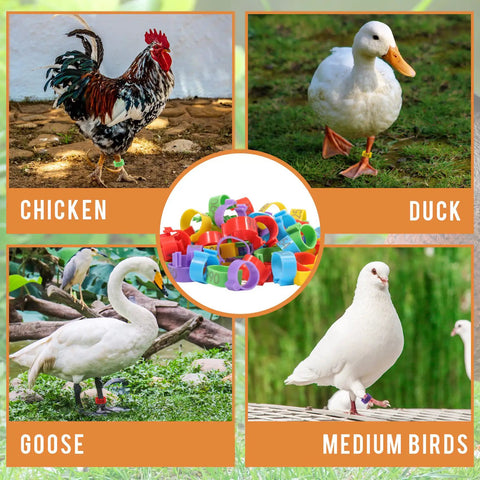 8mm Pigeon Leg Bands Set For Poultry With Laser Etched 001 To 100 In Five Colors Plastic Chicken Tags For Chicks Quail Doves