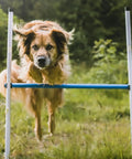 Dog jumping over a bar jump from Backyard Dog Agility Starter Kit With 10 Foot Tunnel, Tire Jump, Bar Jump, Weave Poles, Sandbags And Pause Box For Home Training, A 5 Piece Agility Set For Active Pups And Beginners
