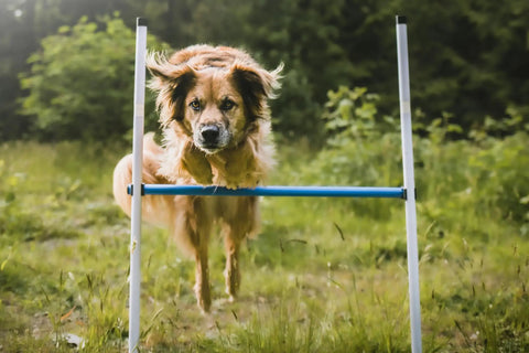Dog jumping over a bar jump from Backyard Dog Agility Starter Kit With 10 Foot Tunnel, Tire Jump, Bar Jump, Weave Poles, Sandbags And Pause Box For Home Training, A 5 Piece Agility Set For Active Pups And Beginners