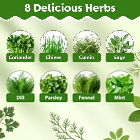 Chart of 8 herbs with images and names: Coriander, Chives, Cumin, Sage, Dill, Parsley, Fennel, Mint