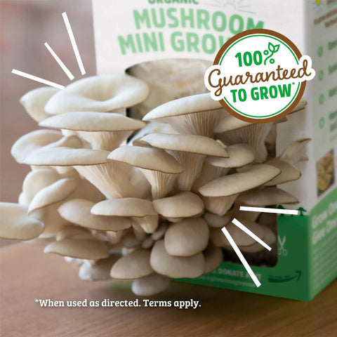 Organic Mini Mushroom Grow Kit For Gourmet Oyster Mushrooms In 10 Days Easy At Home Harvest No Fuss Gardening Gift
