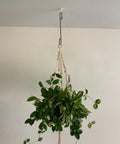 Heavy Duty 12 Inch S Hooks With Safety Buckle For Hanging Plants And More, holding a plant hanger indoors against a white wall
