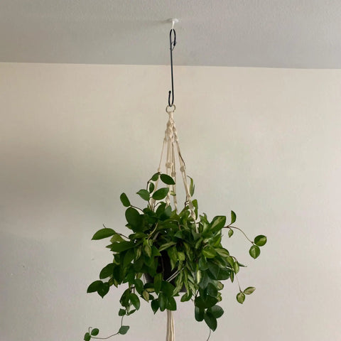 Heavy Duty 12 Inch S Hooks With Safety Buckle For Hanging Plants And More, holding a plant hanger indoors against a white wall