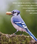 Blue Jay holding a peanut on a mossy rock, highlighting Top Shelf Whole In Shell Peanuts 5 Pound Haul For Outdoor Wild Bird Feeders.