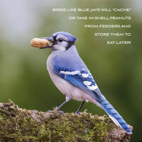 Blue Jay holding a peanut on a mossy rock, highlighting Top Shelf Whole In Shell Peanuts 5 Pound Haul For Outdoor Wild Bird Feeders.