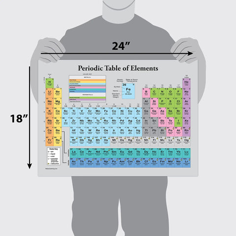 Three Pack Laminated 3 Mil Periodic Table Of Elements Poster Grey And Muscular And Skeletal System Anatomy Posters 18 By 24 Inches
