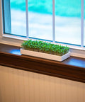 No Fuss Microgreens Growing Kit For Windowsill Gardens With Two Ceramic Trays Coconut Coir And Premium Seeds Easy Starter Indoor Garden Ready To Plant Day One Ideal Gift For Plant Lovers And Foodies in a windowsill setup.