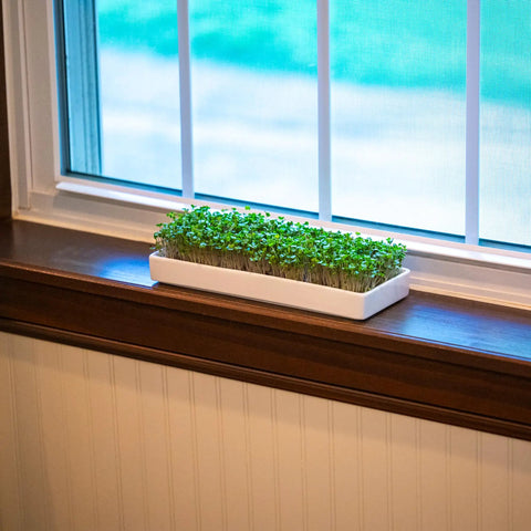 No Fuss Microgreens Growing Kit For Windowsill Gardens With Two Ceramic Trays Coconut Coir And Premium Seeds Easy Starter Indoor Garden Ready To Plant Day One Ideal Gift For Plant Lovers And Foodies in a windowsill setup.